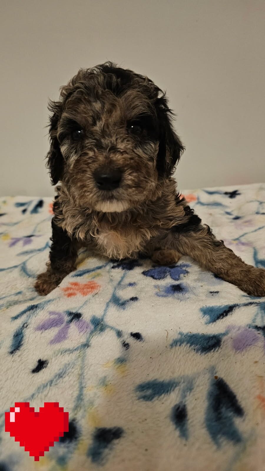 Puppies image 8