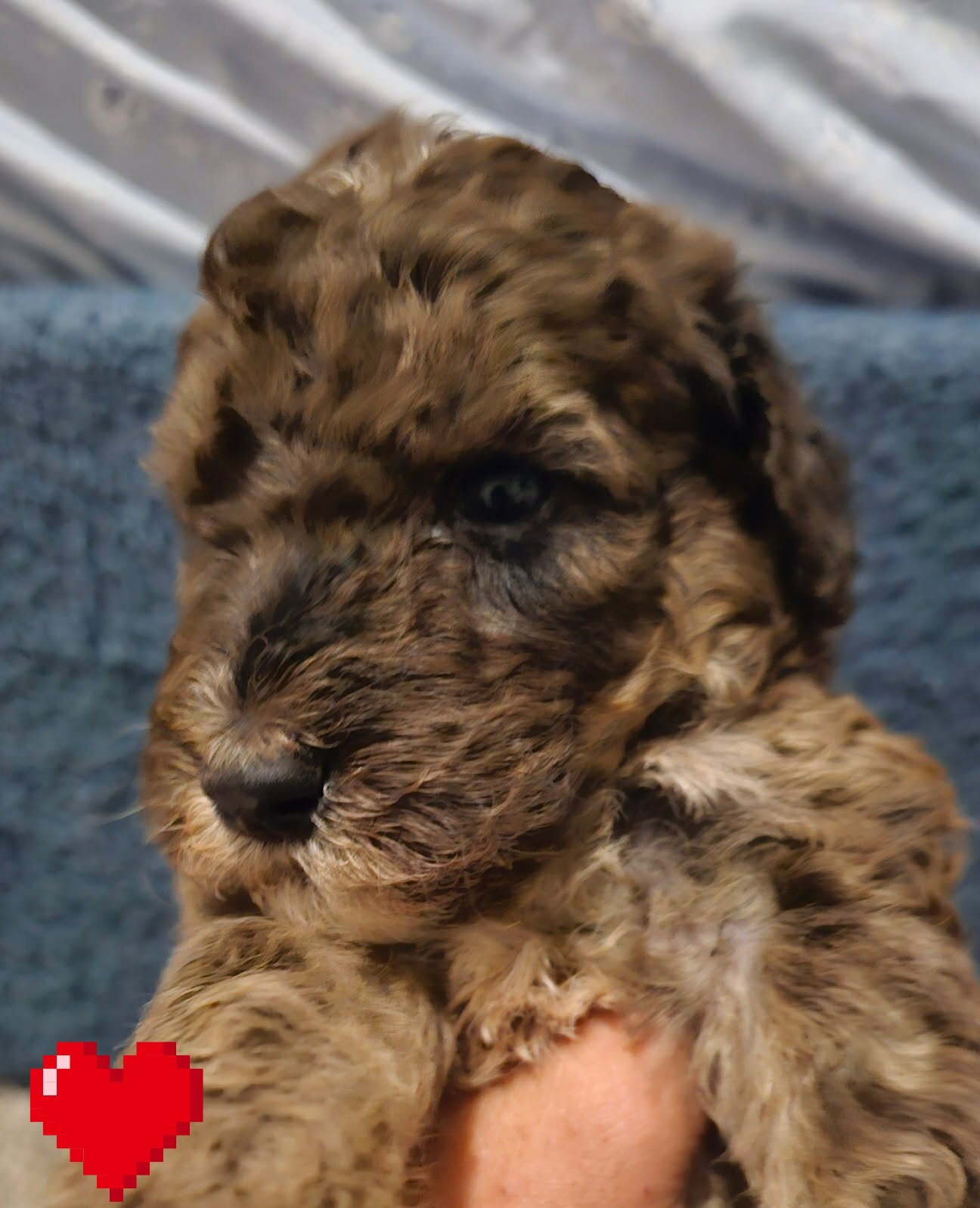 Puppies image 1