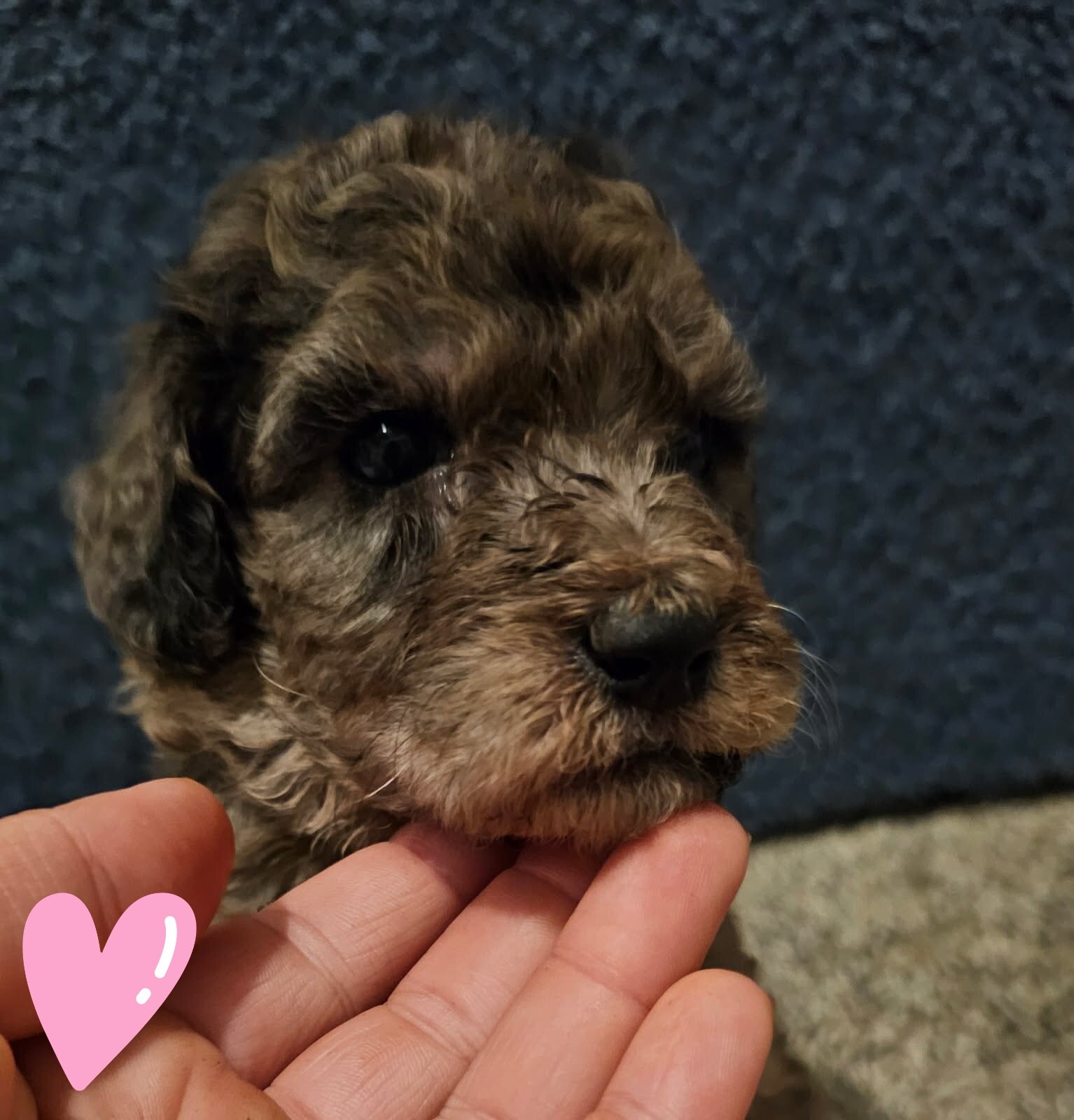 Puppies image 5