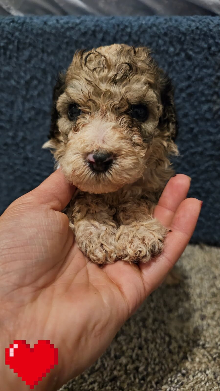 Puppies image 2