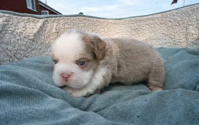 Fluffy French Bulldogs image 10