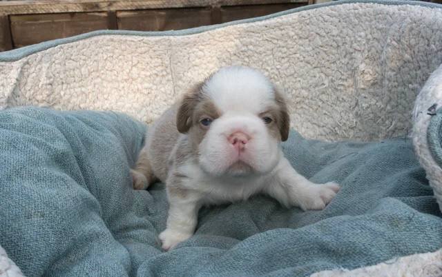 Fluffy French Bulldogs image 9