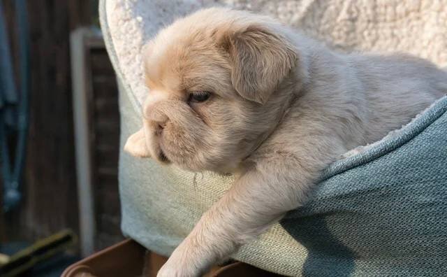 Fluffy French Bulldogs image 8