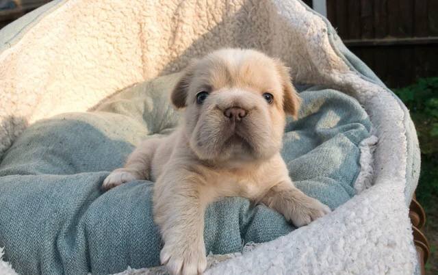 Fluffy French Bulldogs image 7