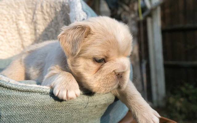 Fluffy French Bulldogs image 6
