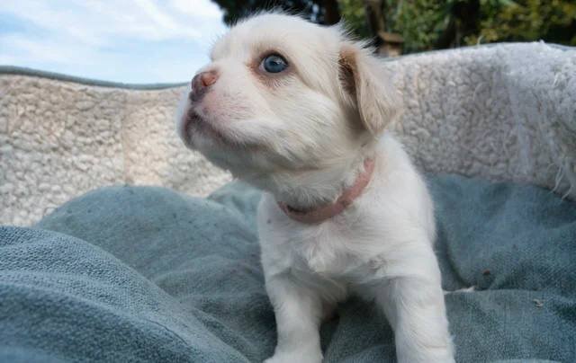 Fluffy French Bulldogs image 5