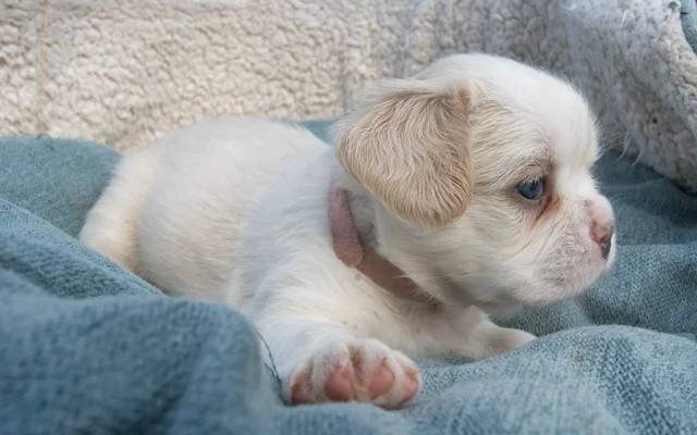Fluffy French Bulldogs image 4