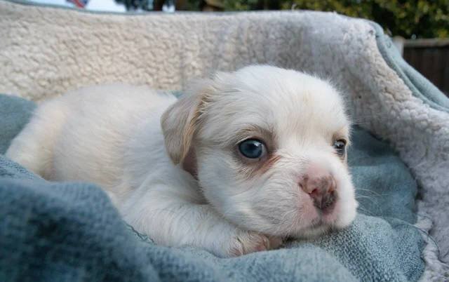 Fluffy French Bulldogs image 3