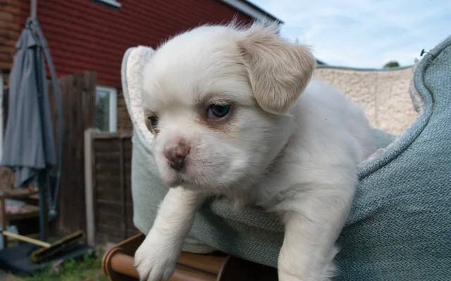 Fluffy French Bulldogs image 2