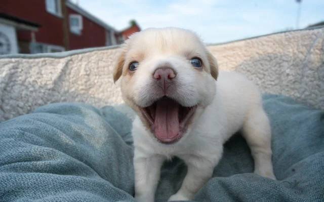 Fluffy French Bulldogs image 1