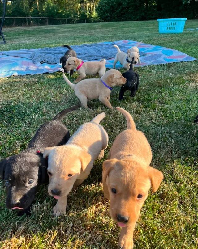 Adorable Labrador Puppies for Sale image 8