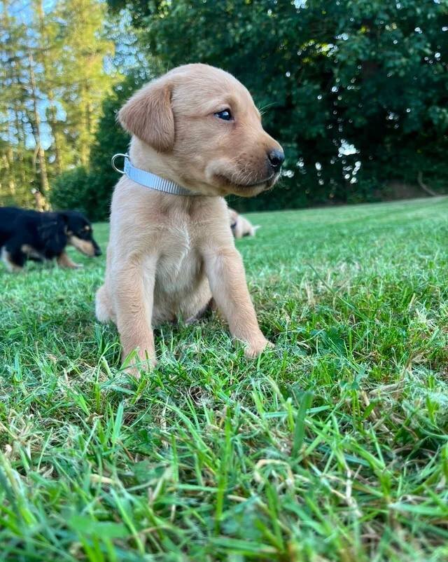 Adorable Labrador Puppies for Sale image 7