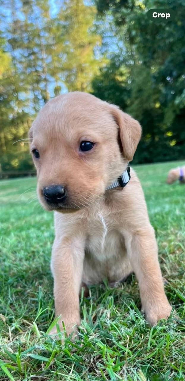 Adorable Labrador Puppies for Sale image 6