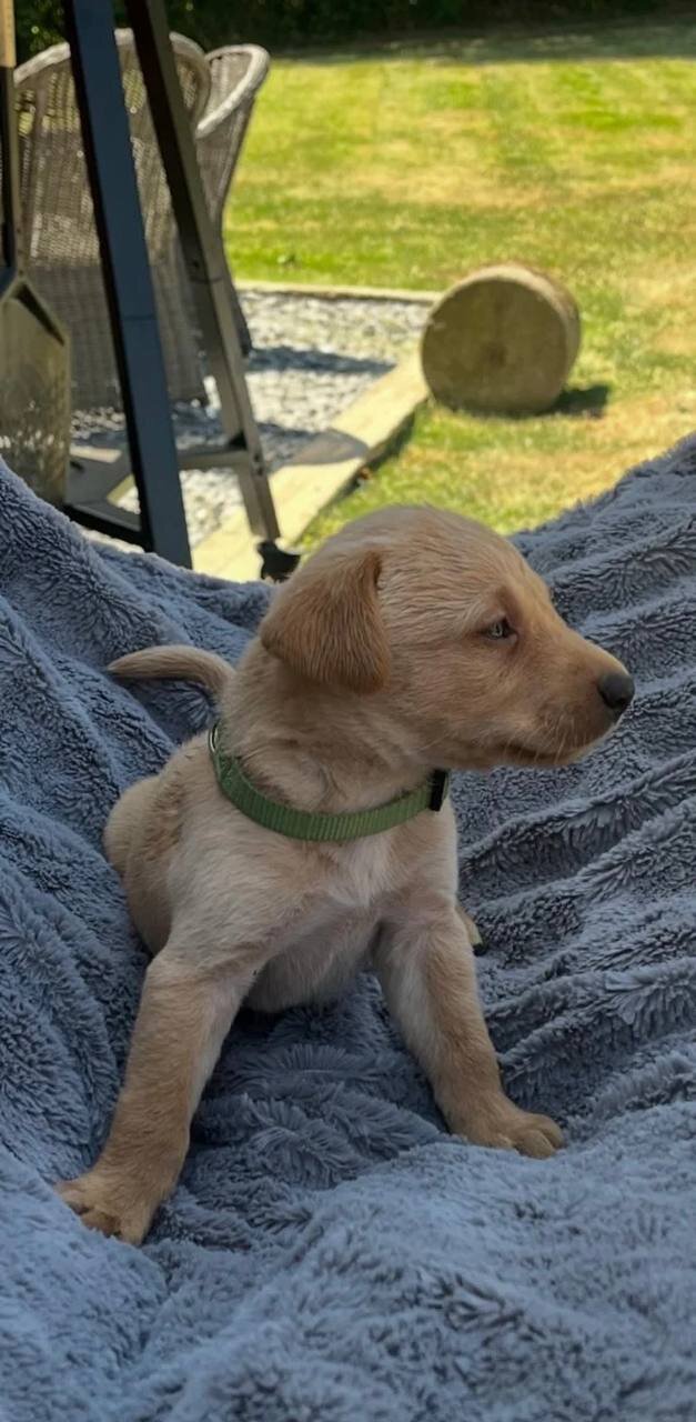 Adorable Labrador Puppies for Sale image 5