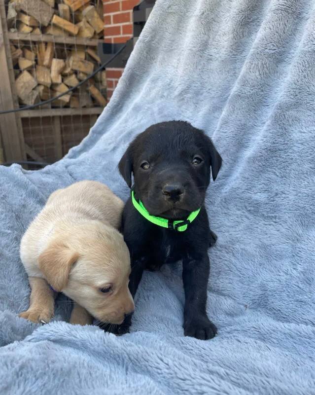 Adorable Labrador Puppies for Sale image 4