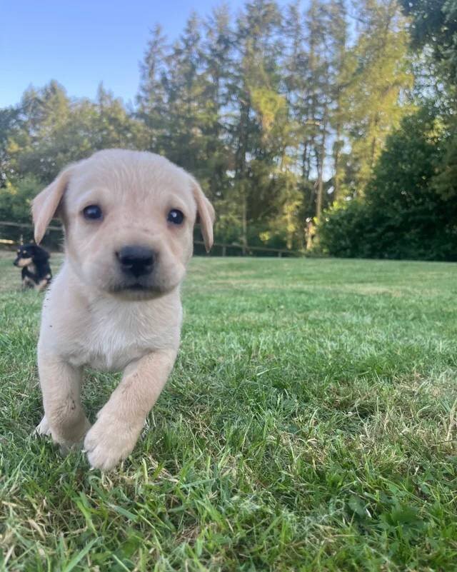 Adorable Labrador Puppies for Sale image 3