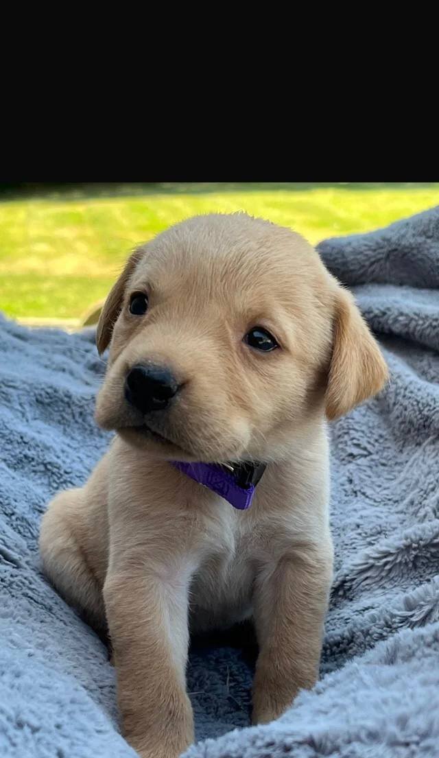 Adorable Labrador Puppies for Sale image 2
