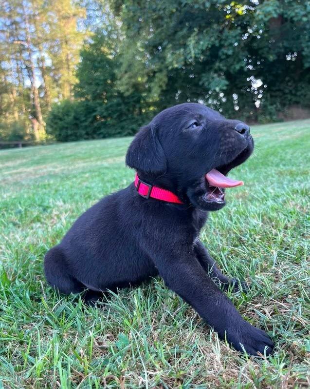 Adorable Labrador Puppies for Sale image 1