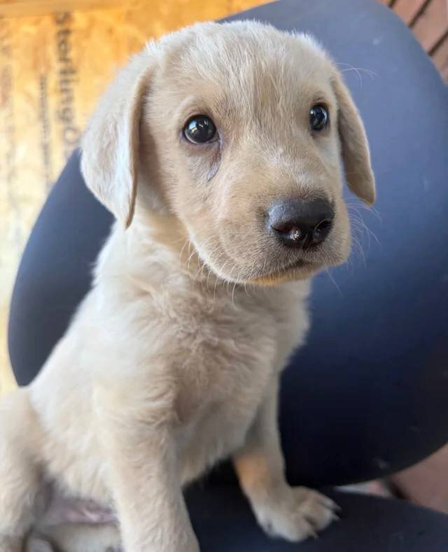 Labrador puppies ready to go into a new home image 9