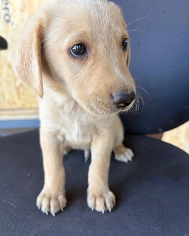 Labrador puppies ready to go into a new home image 8