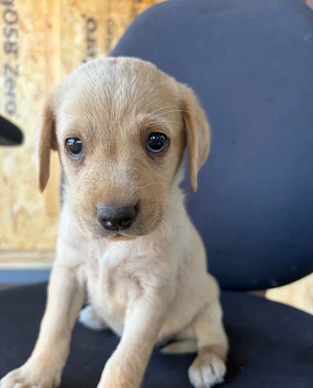 Labrador puppies ready to go into a new home image 6