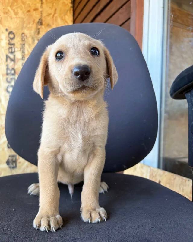 Labrador puppies ready to go into a new home image 4