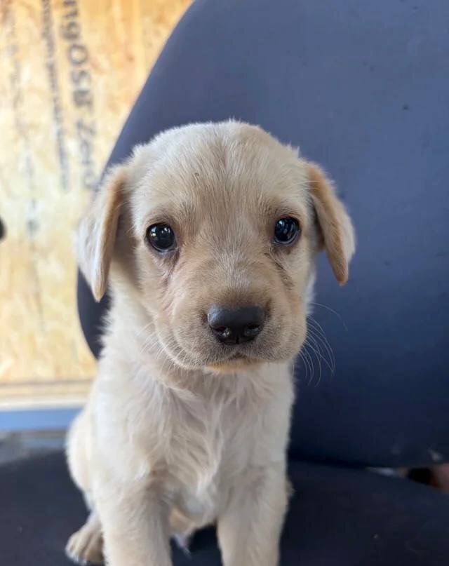 Labrador puppies ready to go into a new home image 2