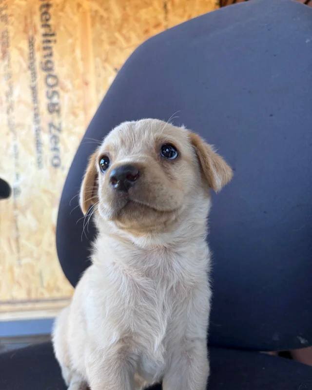 Labrador puppies ready to go into a new home image 1
