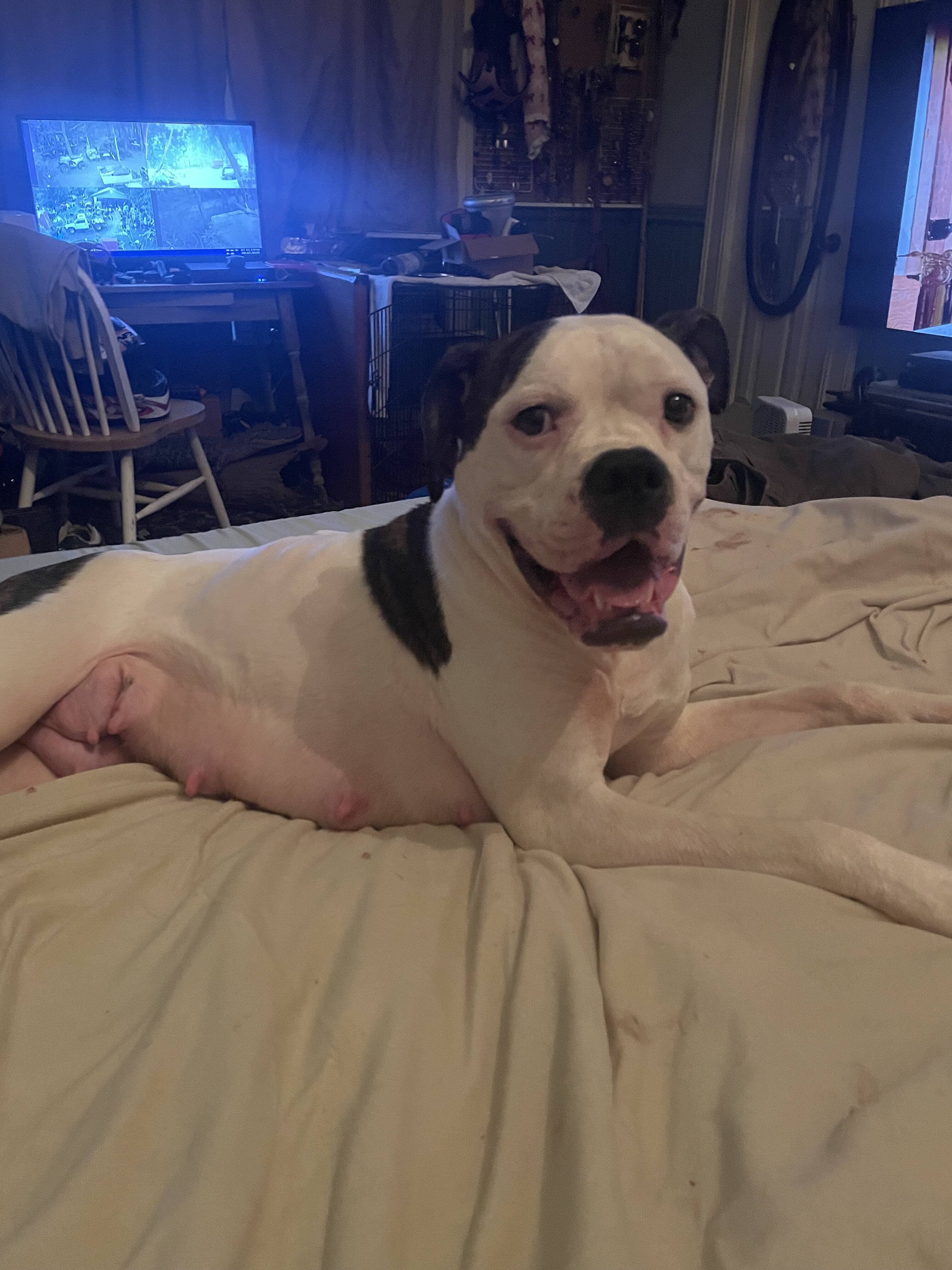 American bulldog and Pitt puppies image 4