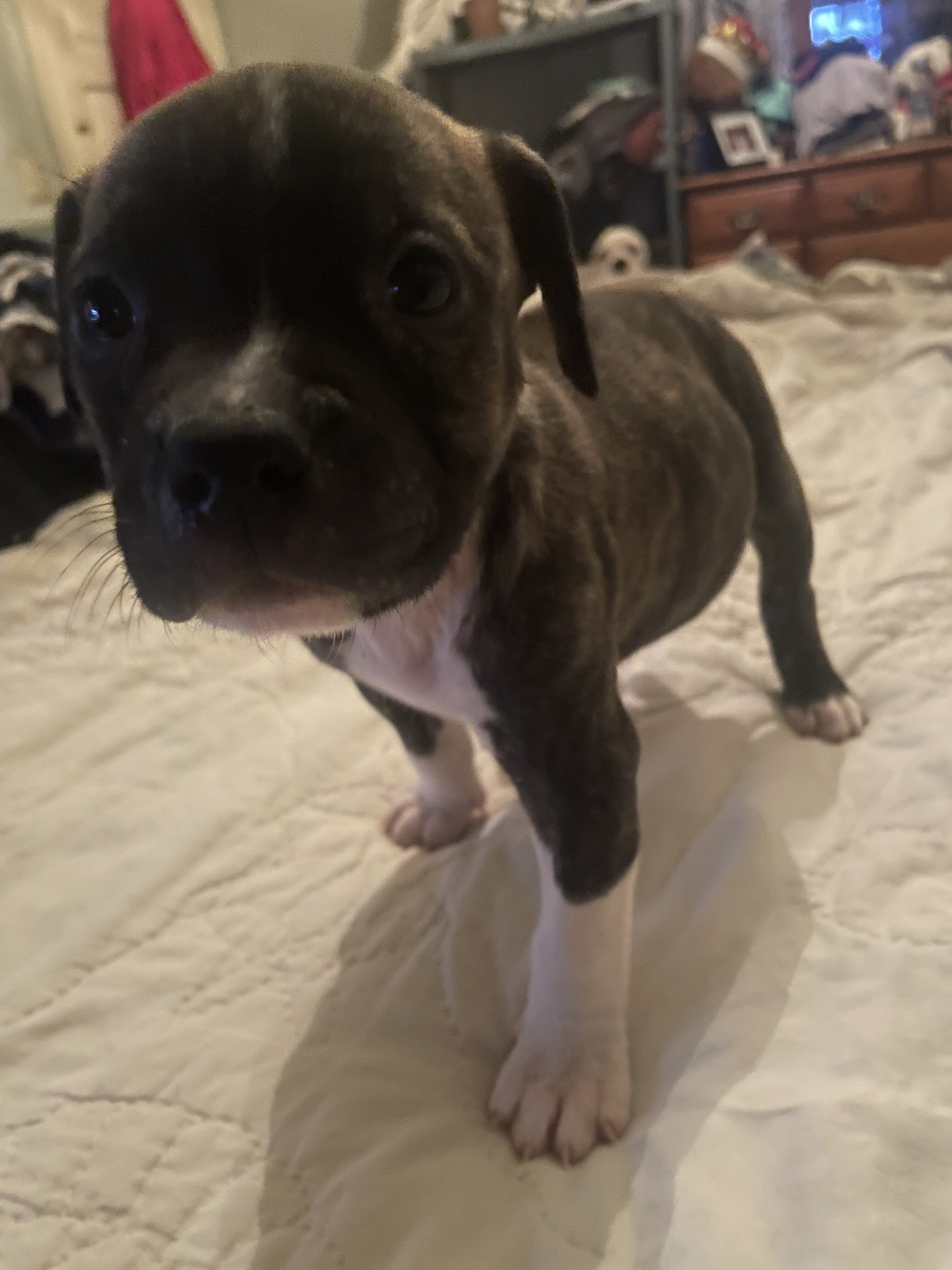 American bulldog and Pitt puppies image 3