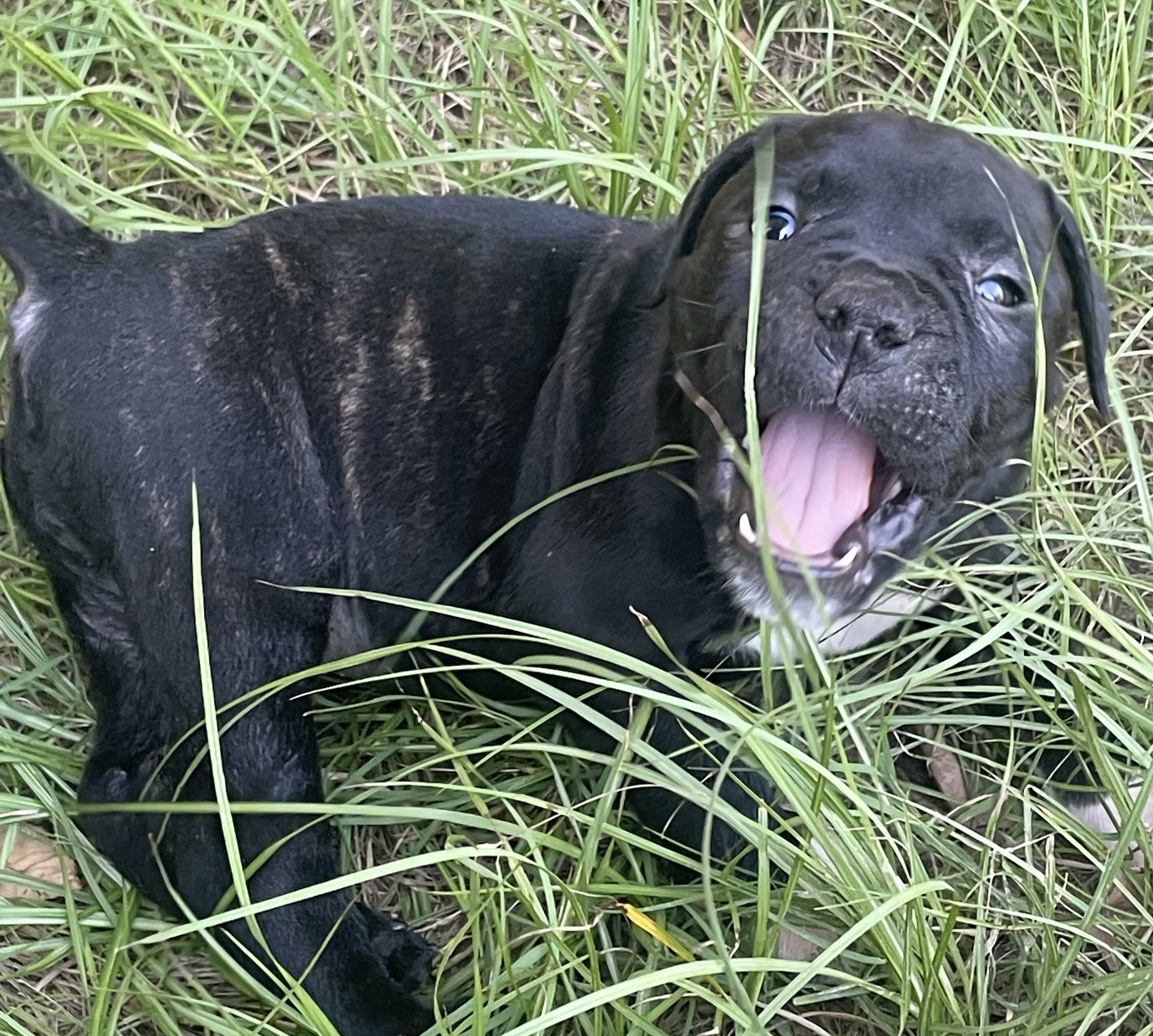 American bulldog and Pitt puppies image 2