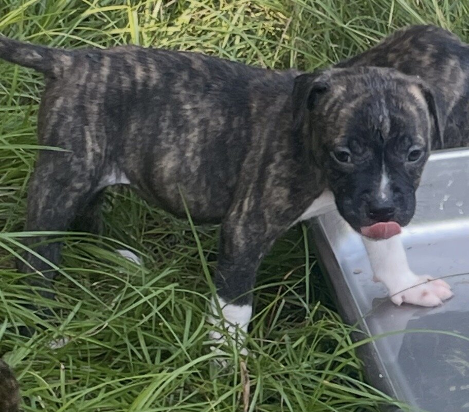 American bulldog and Pitt puppies image 1