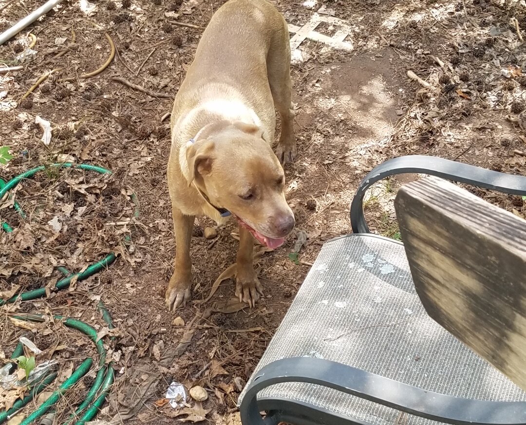 Pitbull named Coco image 1