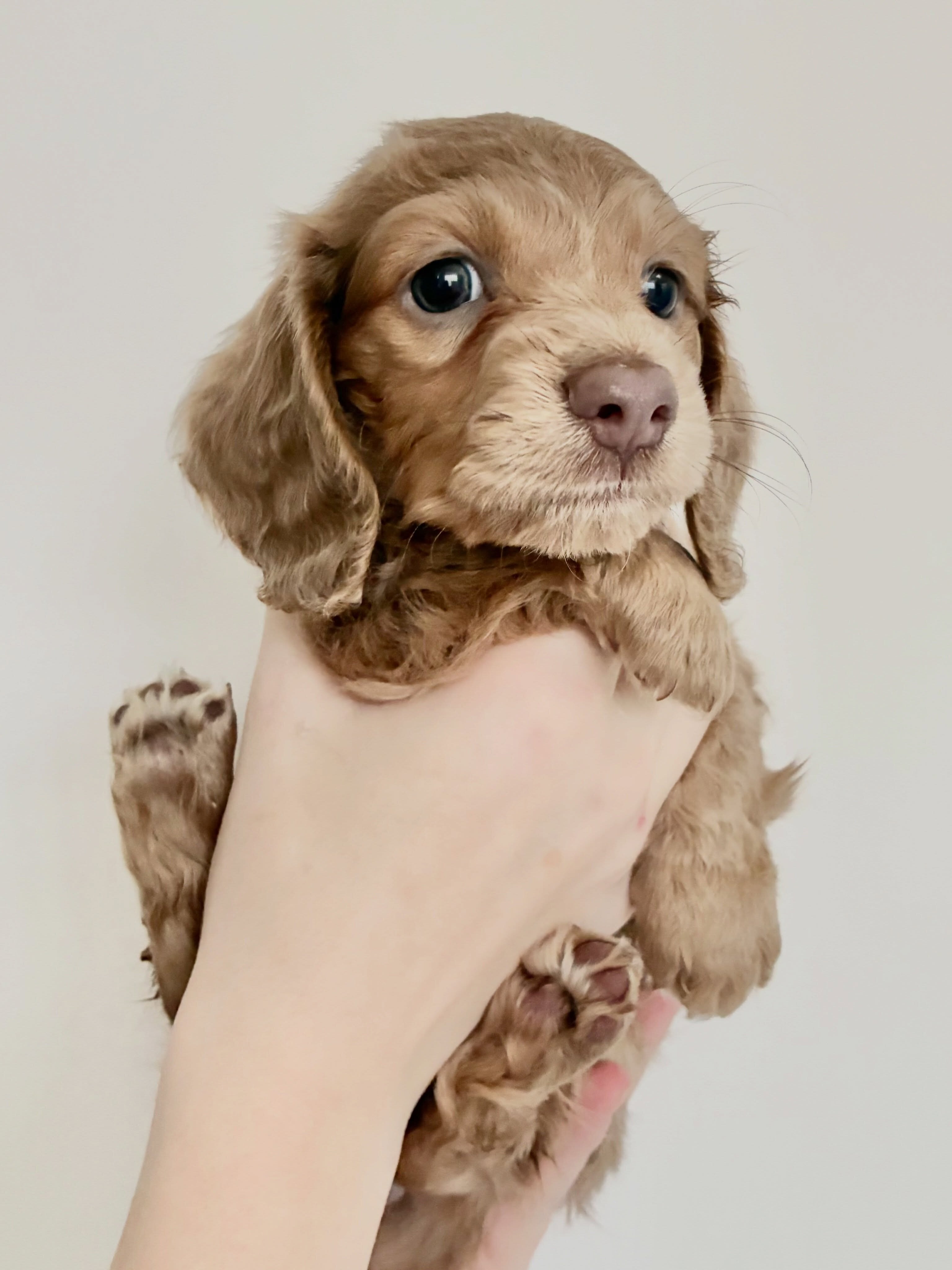 Dachshund Puppies image 4