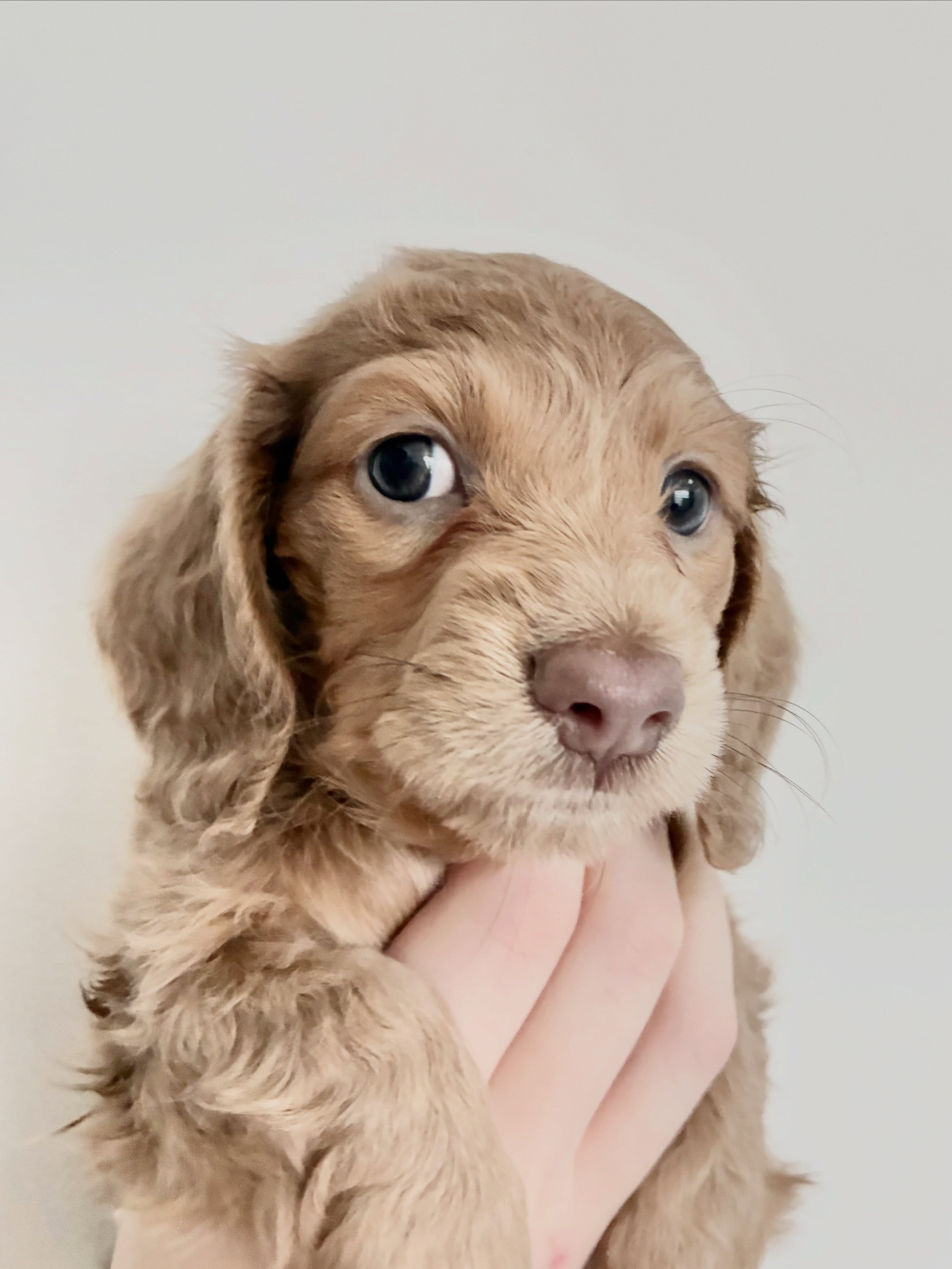 Dachshund Puppies image 3