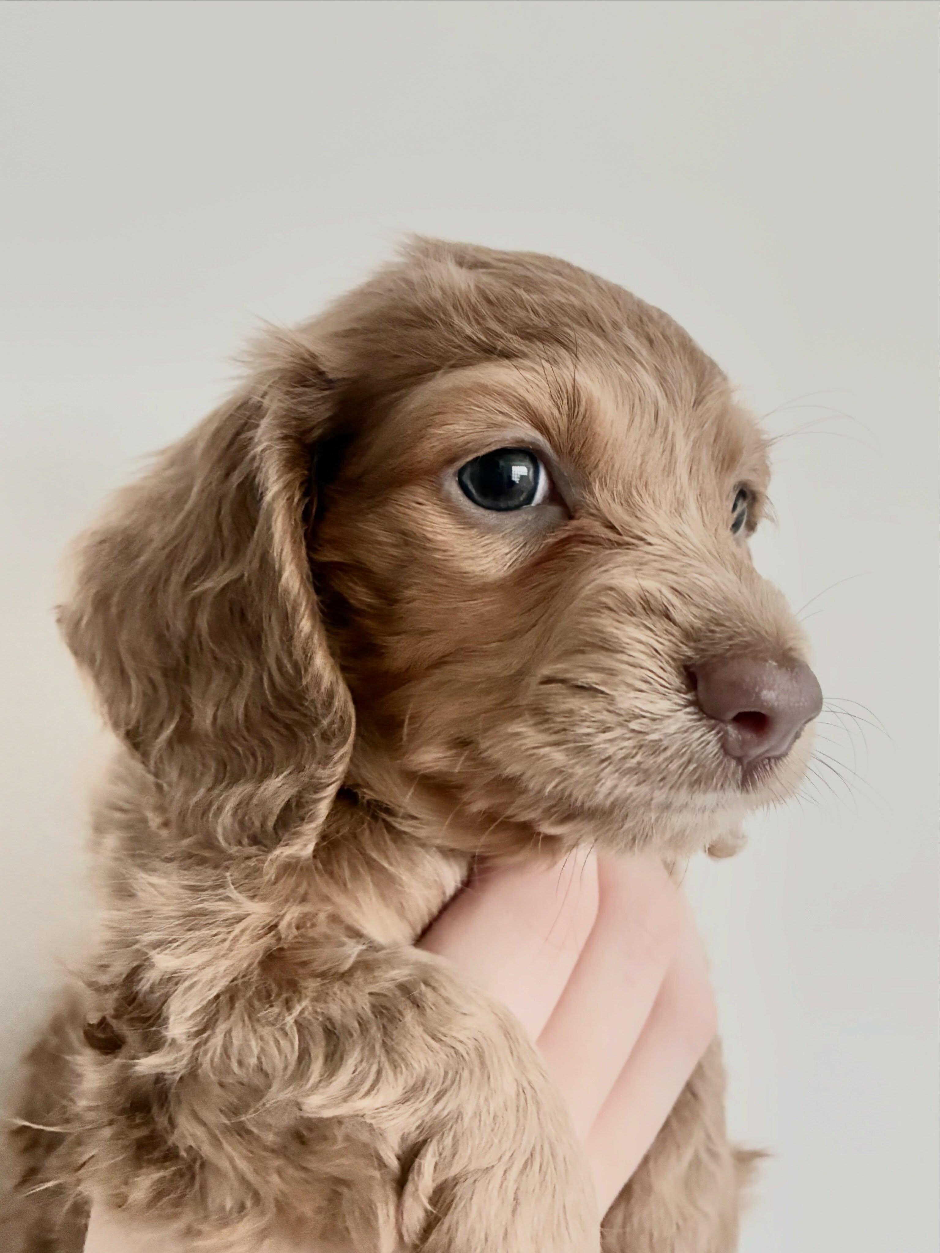 Dachshund Puppies image 2