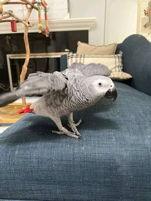 Tamed Congo African Grey Parrot image 4