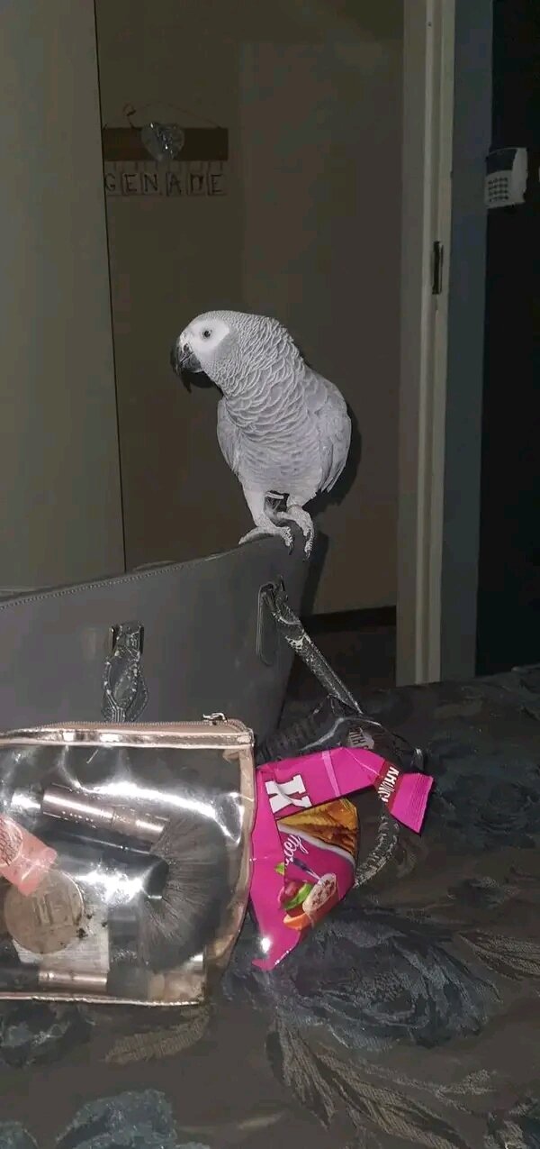 Tamed Congo African Grey Parrot image 5