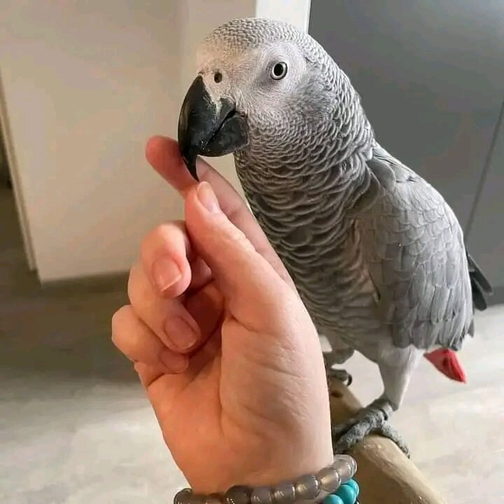 Tamed Congo African Grey Parrot image 3