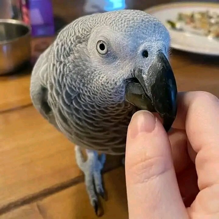Tamed Congo African Grey Parrot image 2