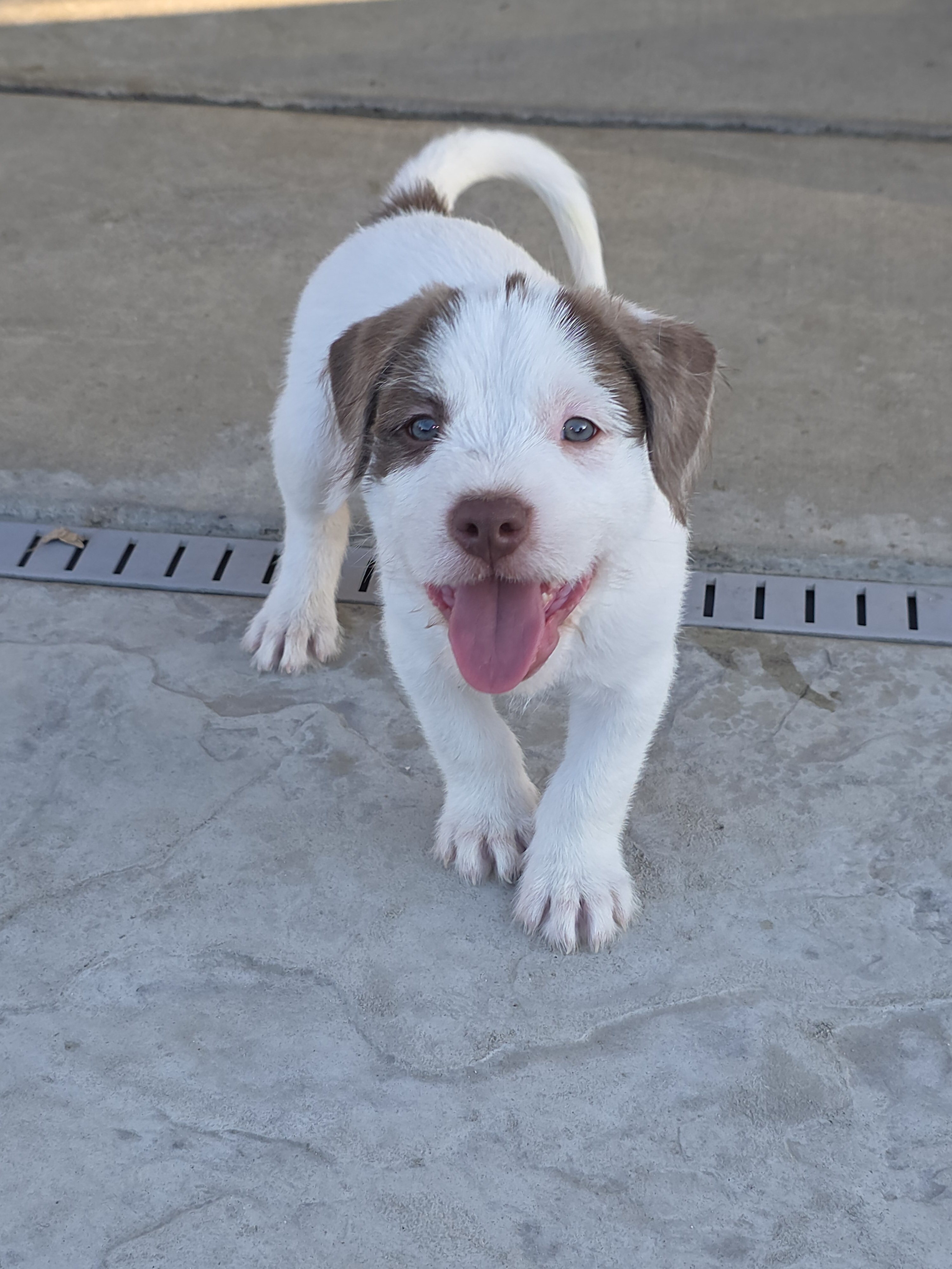 pitbull mix image 1