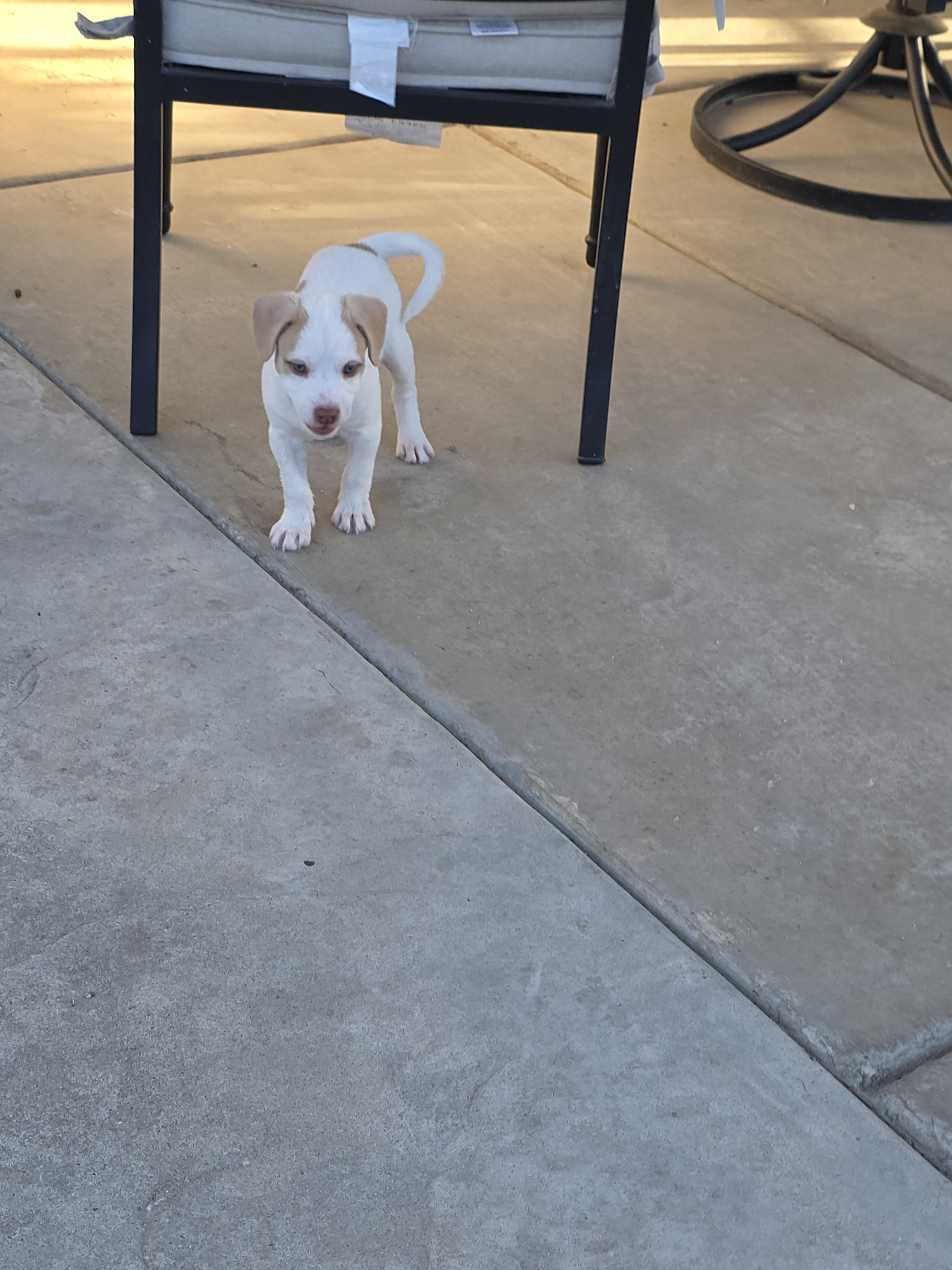 pitbull mix image 2