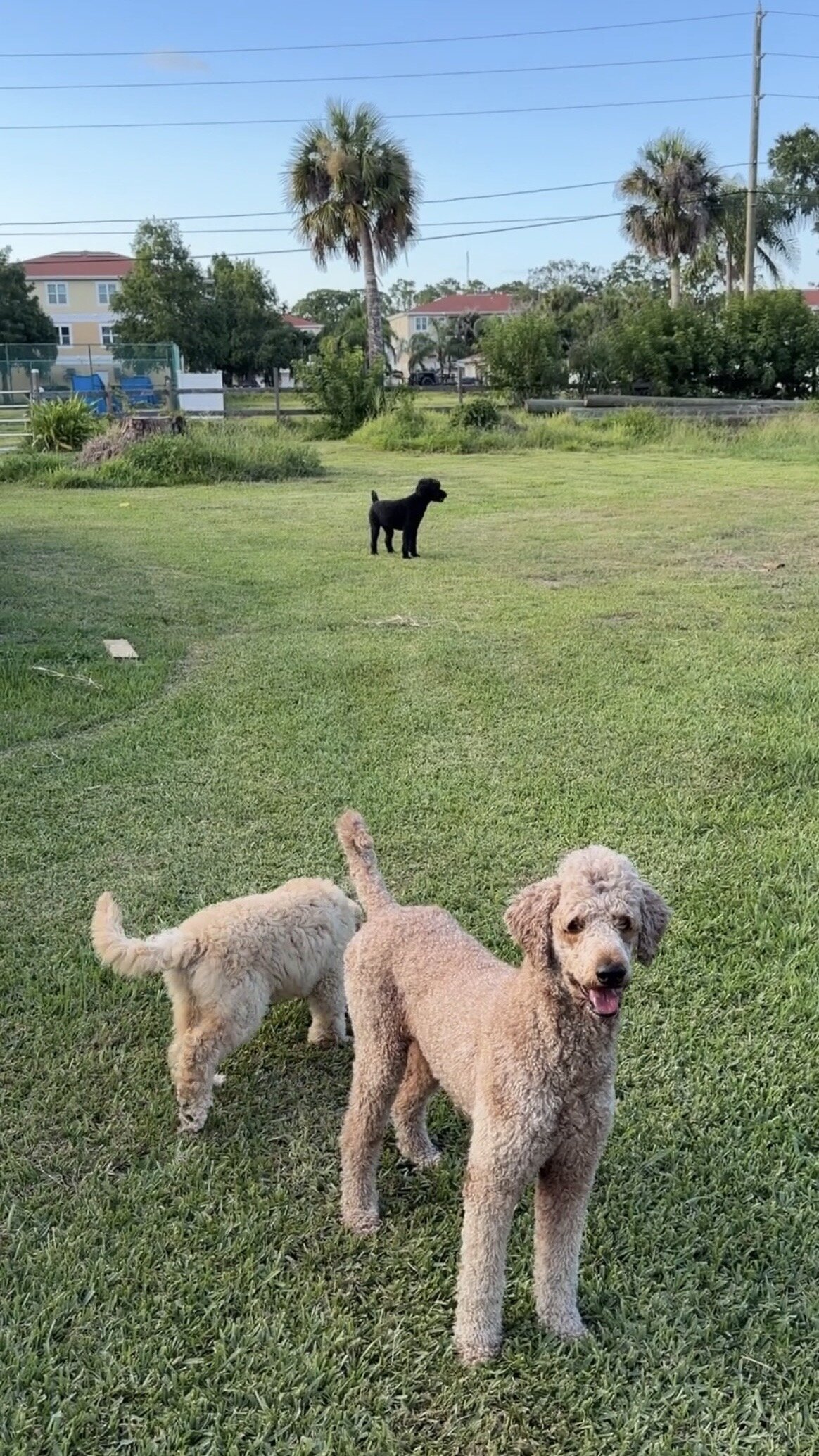 Beautiful Purebred Standard Poodle Puppies image 6