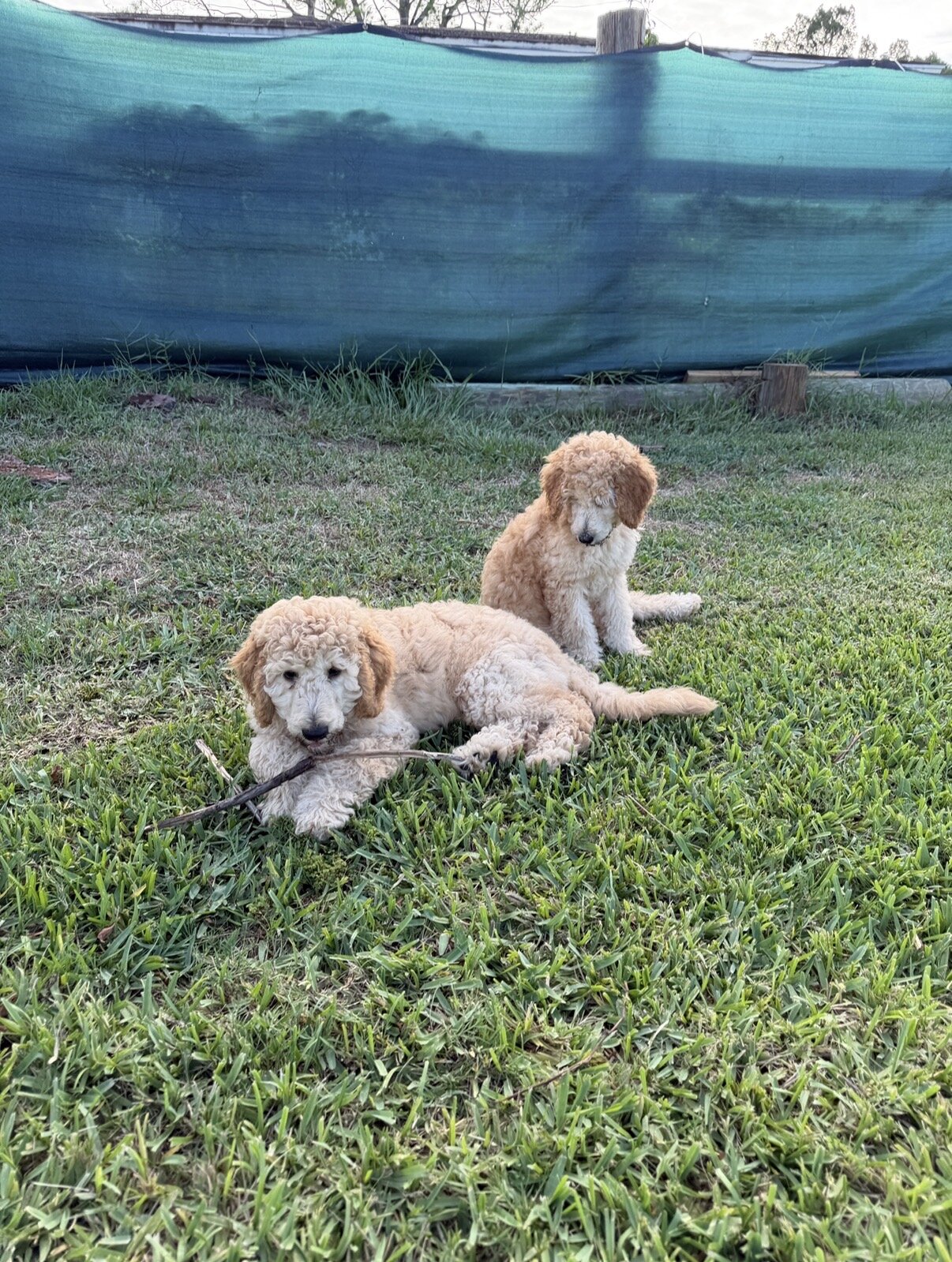 Beautiful Purebred Standard Poodle Puppies image 1