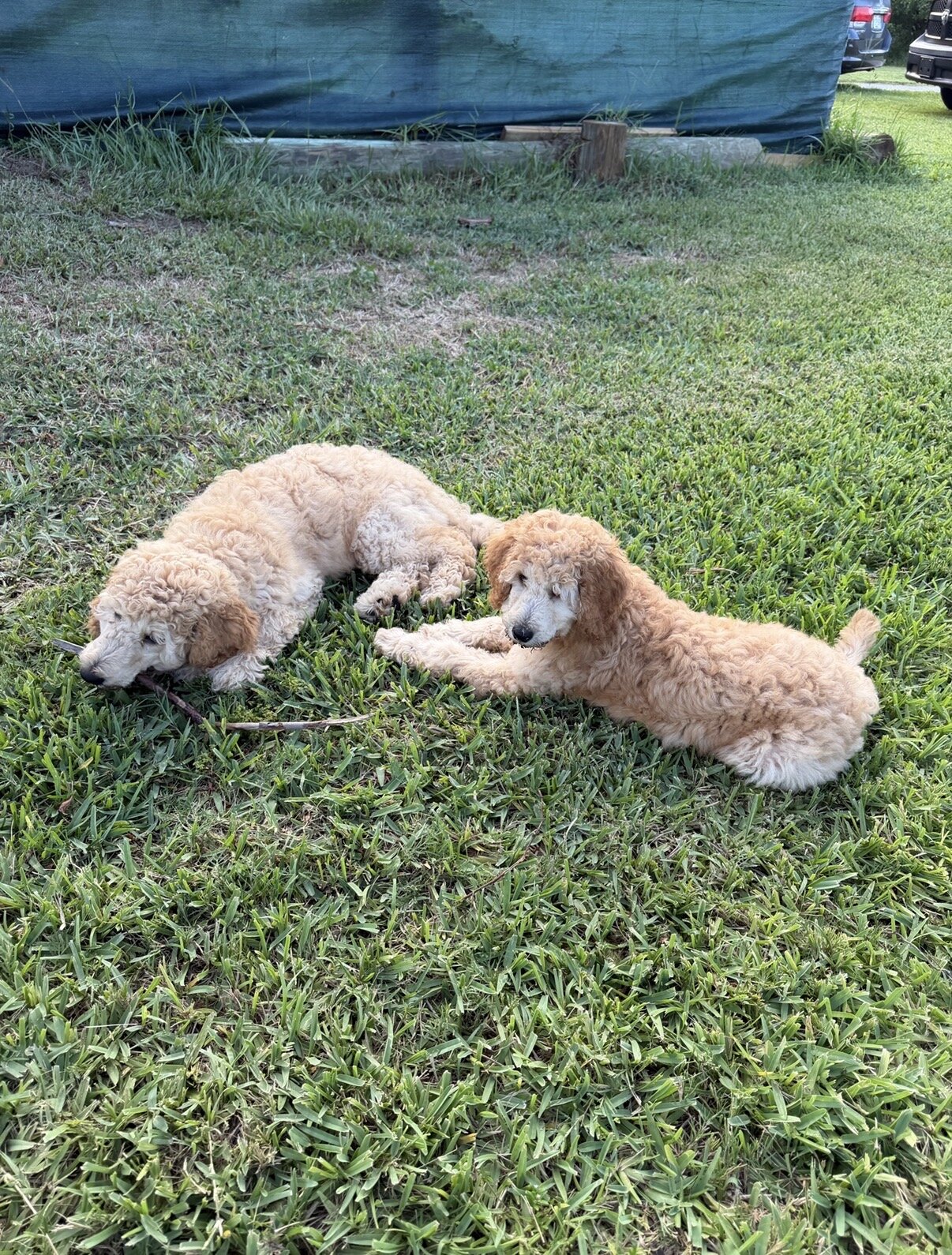 Beautiful Purebred Standard Poodle Puppies image 2