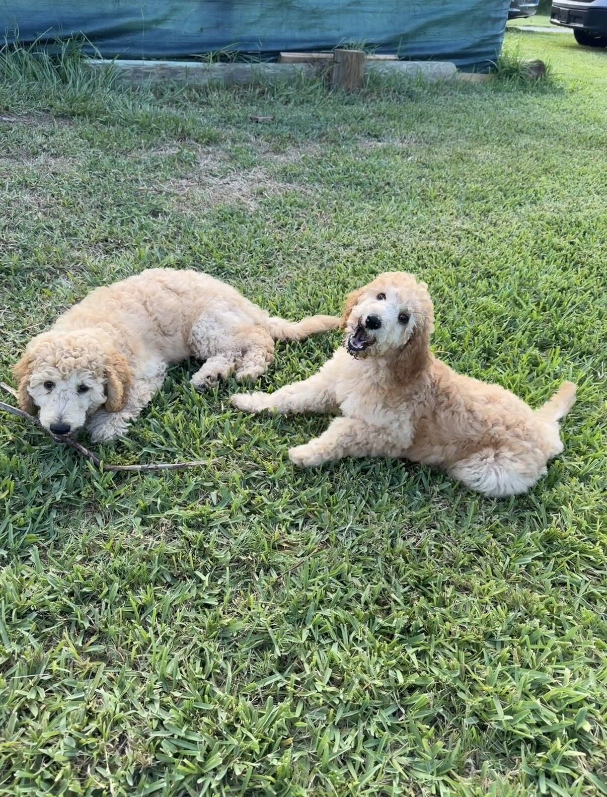 Beautiful Purebred Standard Poodle Puppies image 3