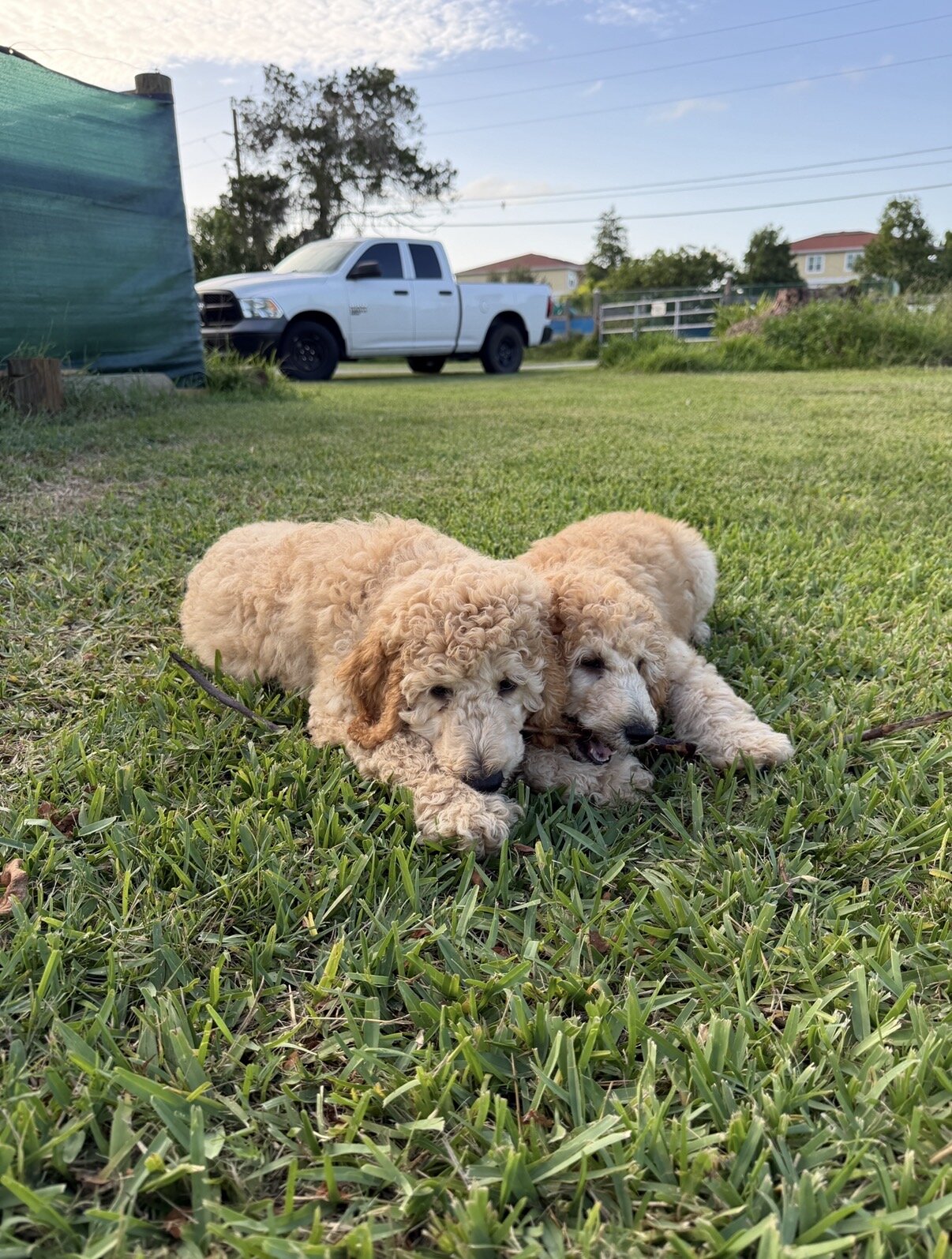 Beautiful Purebred Standard Poodle Puppies image 4
