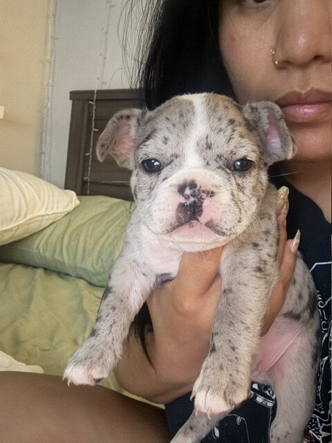 12-week old French Bulldog Puppies image 6