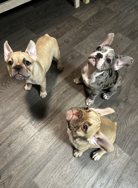 12-week old French Bulldog Puppies image 7