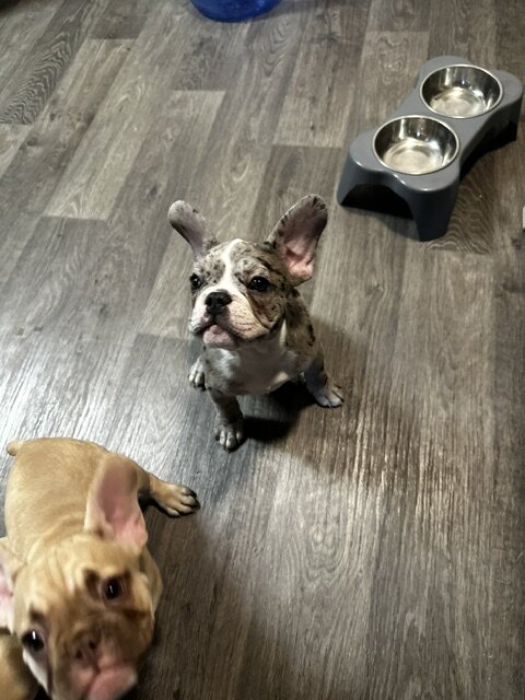 12-week old French Bulldog Puppies image 1